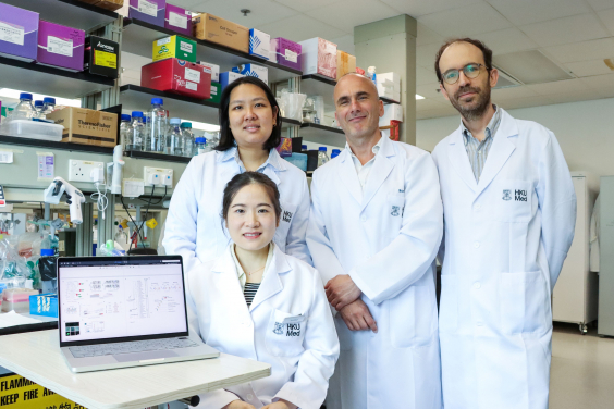 HKUMed used the ancient choanoflagellate SOX protein to create stem cells and implanted them into mice, successfully contributing to healthy mice. The research team members included (back row, from left) Dr Daisylyn Senna Tan, Professor Ralf Jauch, Dr Alex de Mendoza (Queen Mary University of London, UK) and (front) Dr Gao Ya.